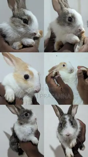 Rabbit
