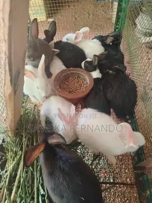 Rabits