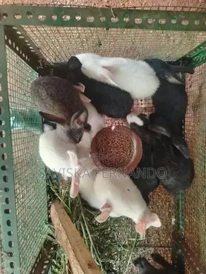Rabits