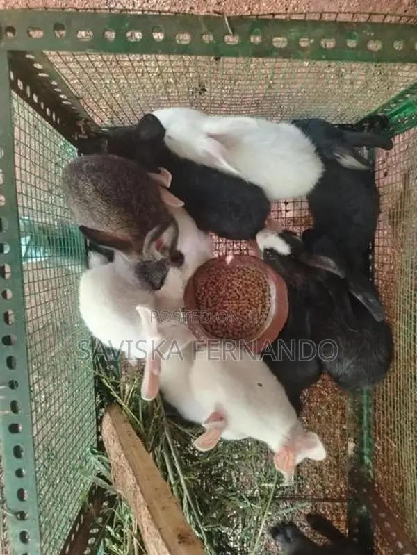Rabits