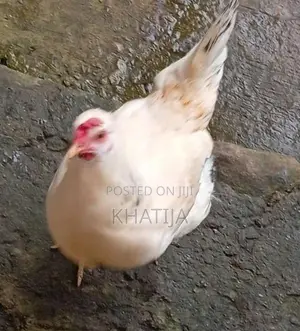 Rooster With Hens