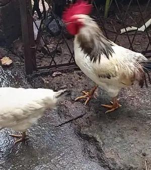 Rooster With Hens