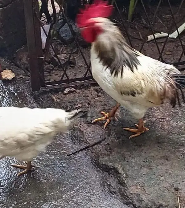 Rooster With Hens