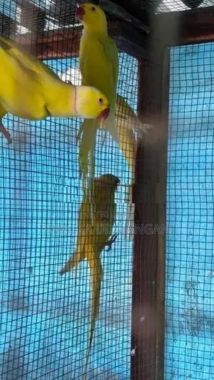 Ringneck