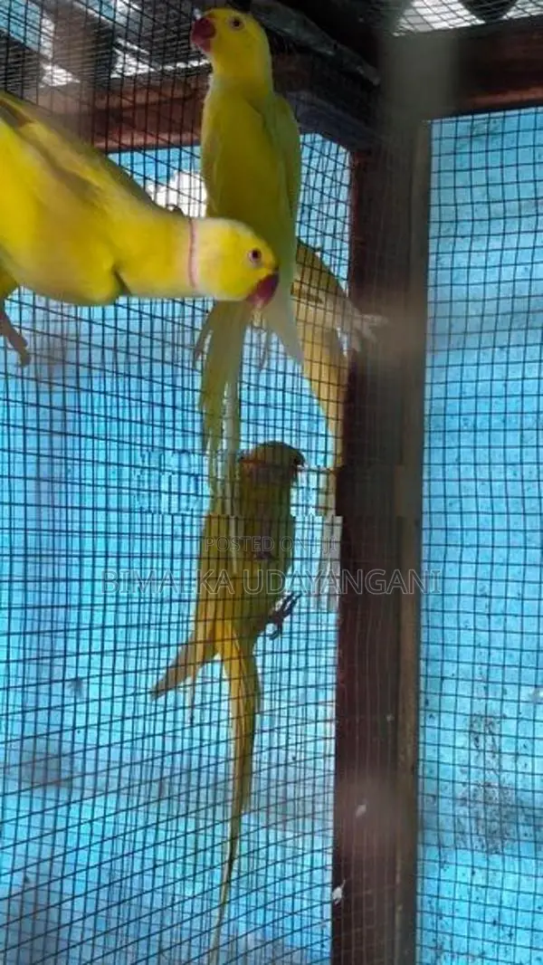 Ringneck