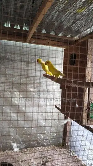 Ringneck