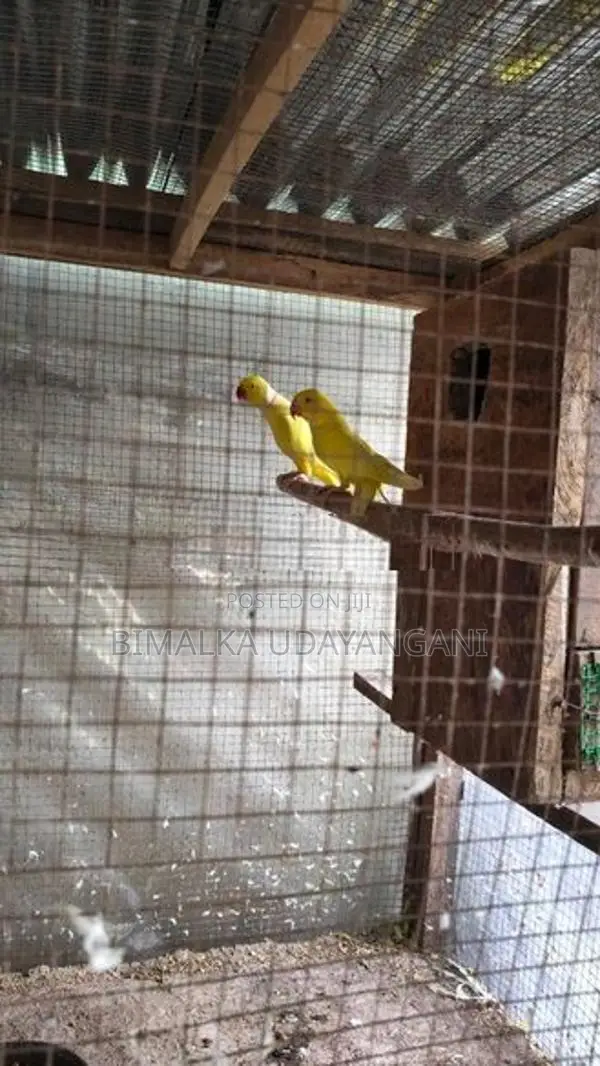 Ringneck