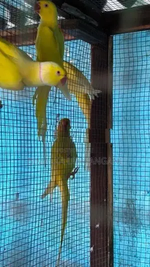 Ringneck