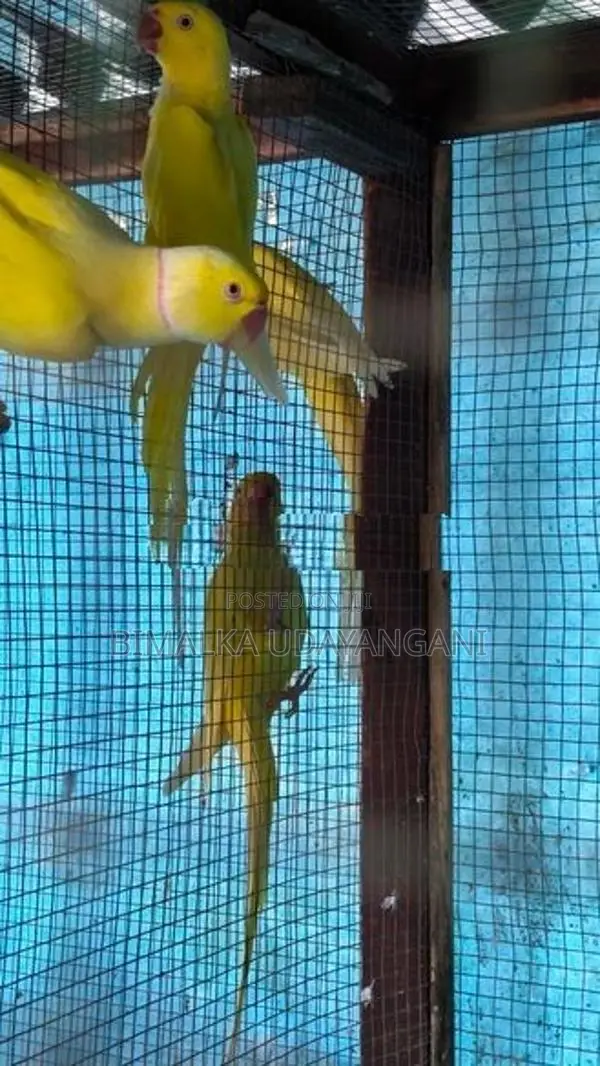 Ringneck