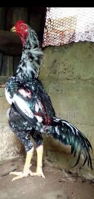 Shamo