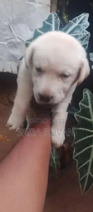 Labrador Puppy