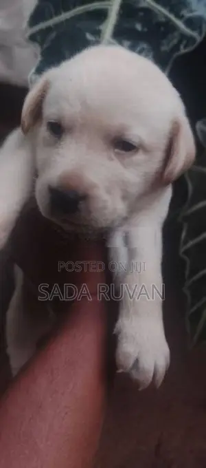 Labrador Puppy