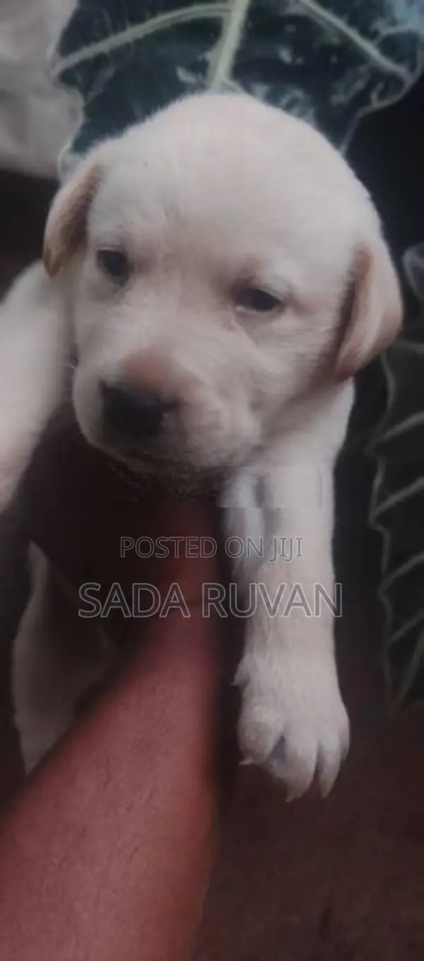 Labrador Puppy