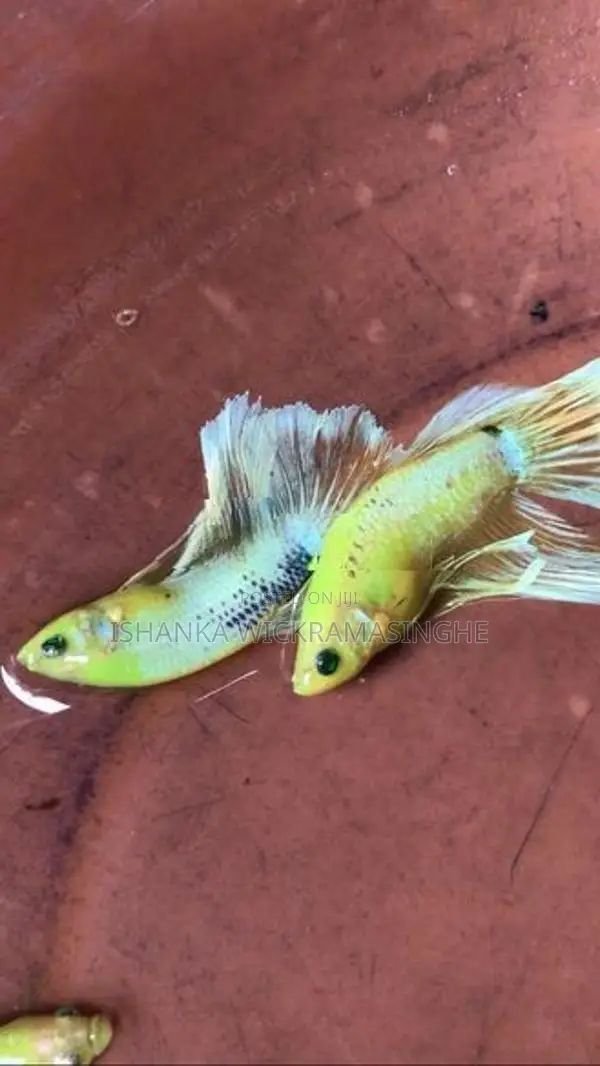 Glow/Rosetail Betta Fish