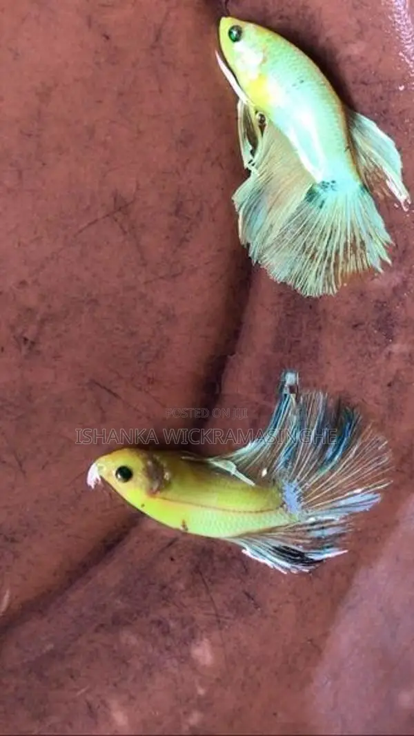 Glow/Rosetail Betta Fish