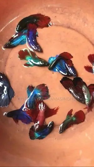 Glow/Rosetail Betta Fish