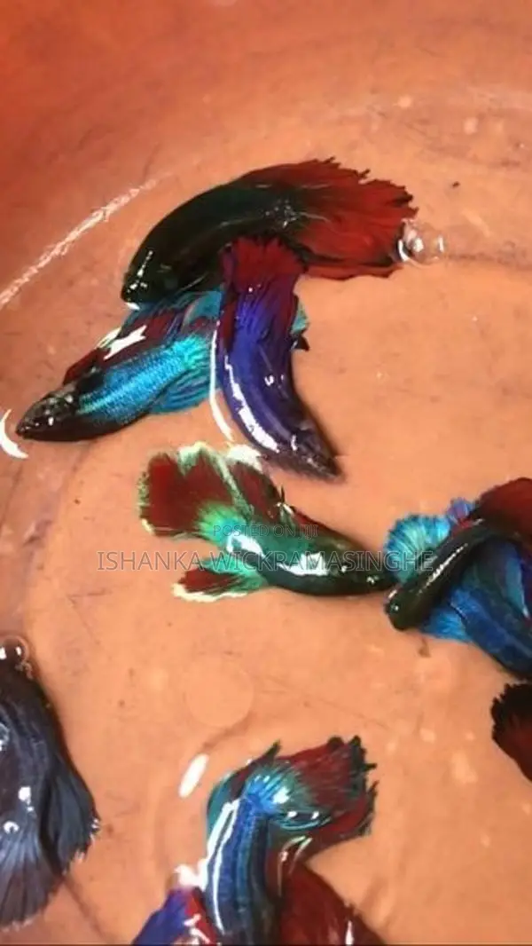 Glow/Rosetail Betta Fish