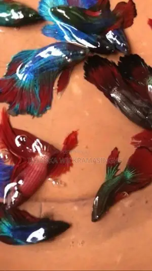 Glow/Rosetail Betta Fish