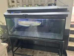 Arowana With 5 Feet Fish Tank