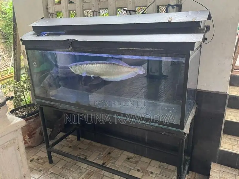 Arowana With 5 Feet Fish Tank