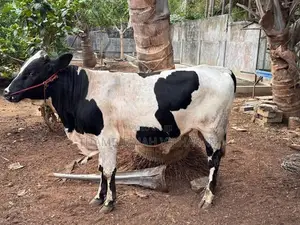 நாம்பன் மாடு