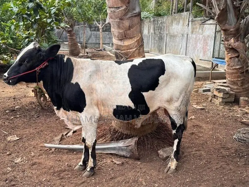 நாம்பன் மாடு