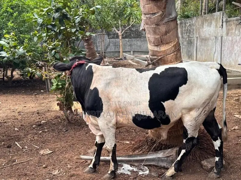 நாம்பன் மாடு