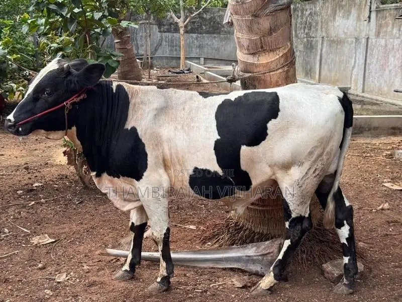 நாம்பன் மாடு