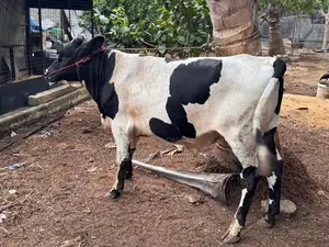 நாம்பன் மாடு