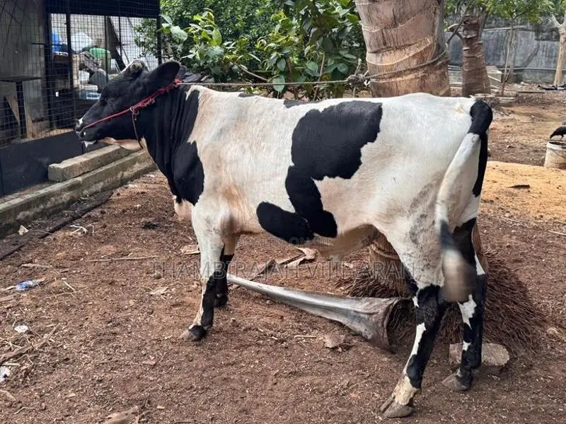 நாம்பன் மாடு