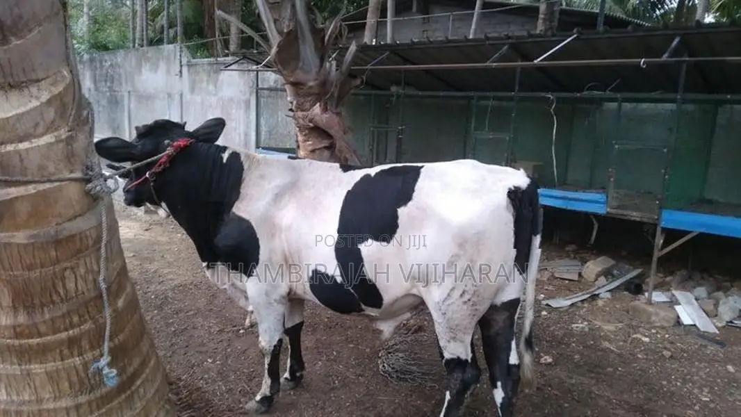 நாம்பன் மாடு