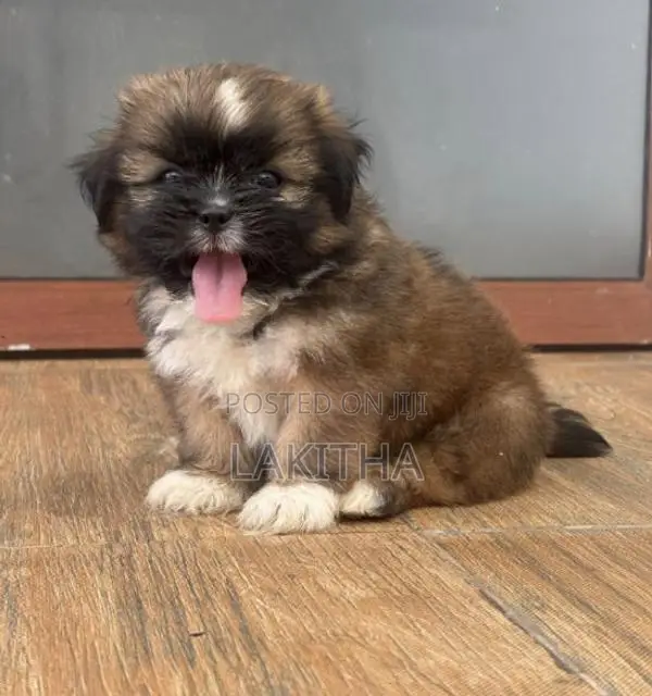 Shih Tzu