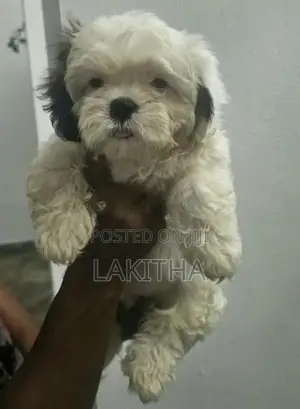 Shih Tzu