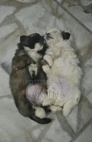 Shih Tzu