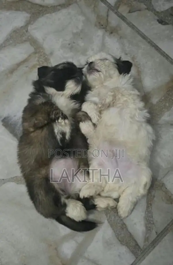 Shih Tzu