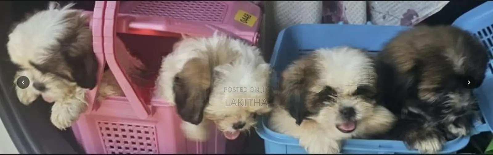Shih Tzu