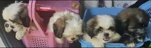 Shih Tzu
