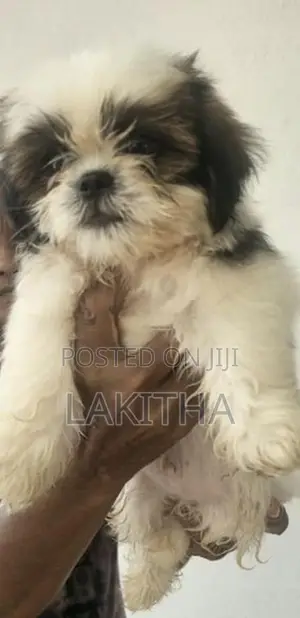 Shih Tzu