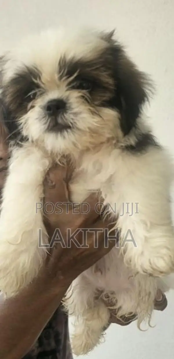Shih Tzu