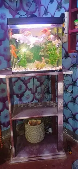 Fish Tank