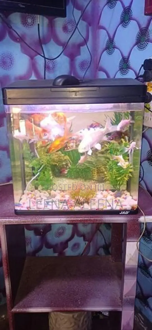 Fish Tank