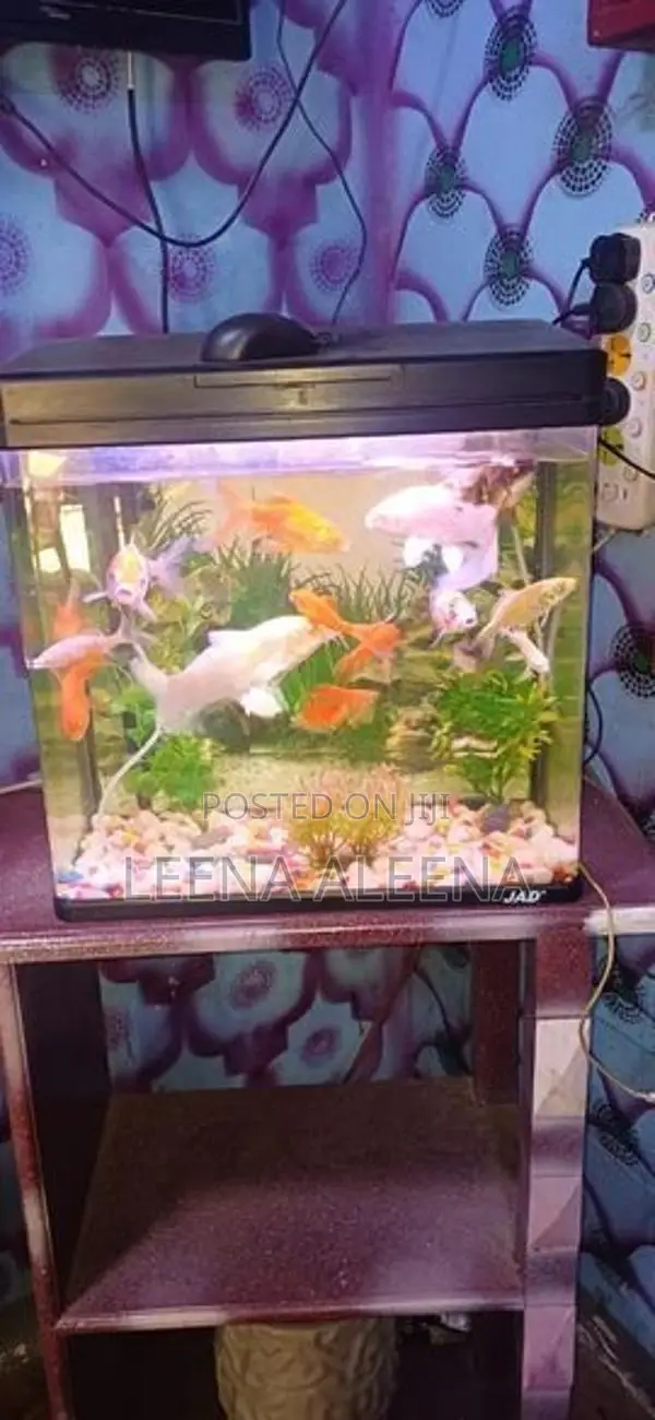 Fish Tank