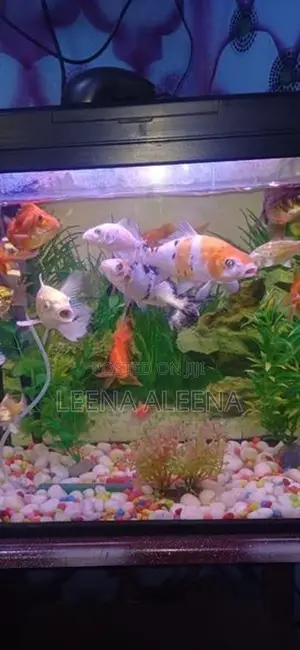 Fish Tank