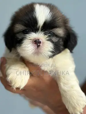 Shih Tzu Puppy