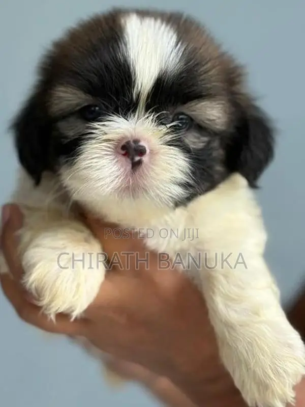 Shih Tzu Puppy