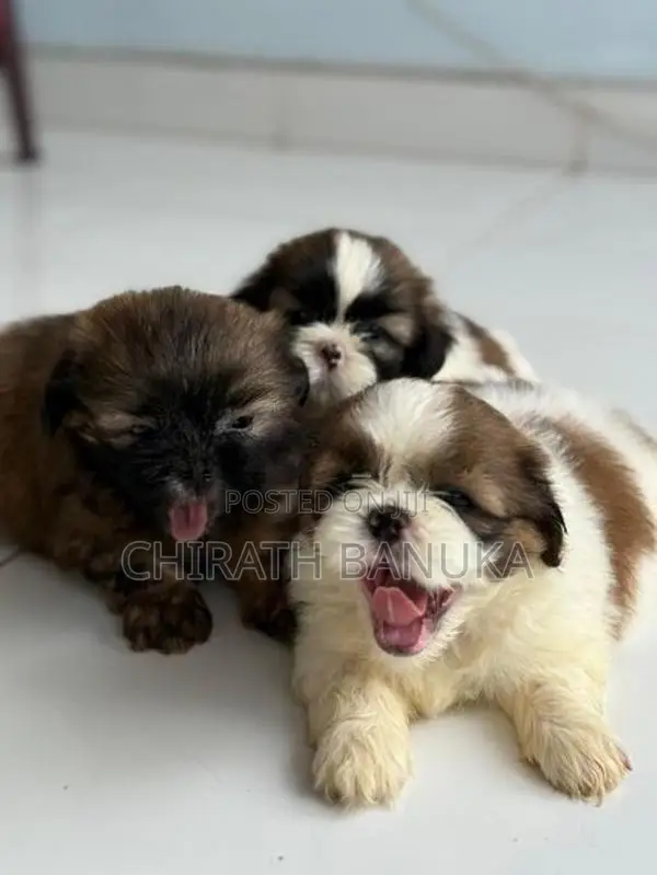 Shih Tzu Puppy