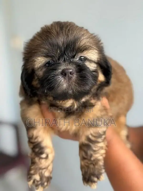 Shih Tzu Puppy