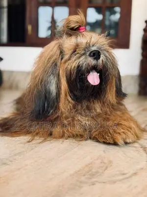 Shih Tzu Puppy