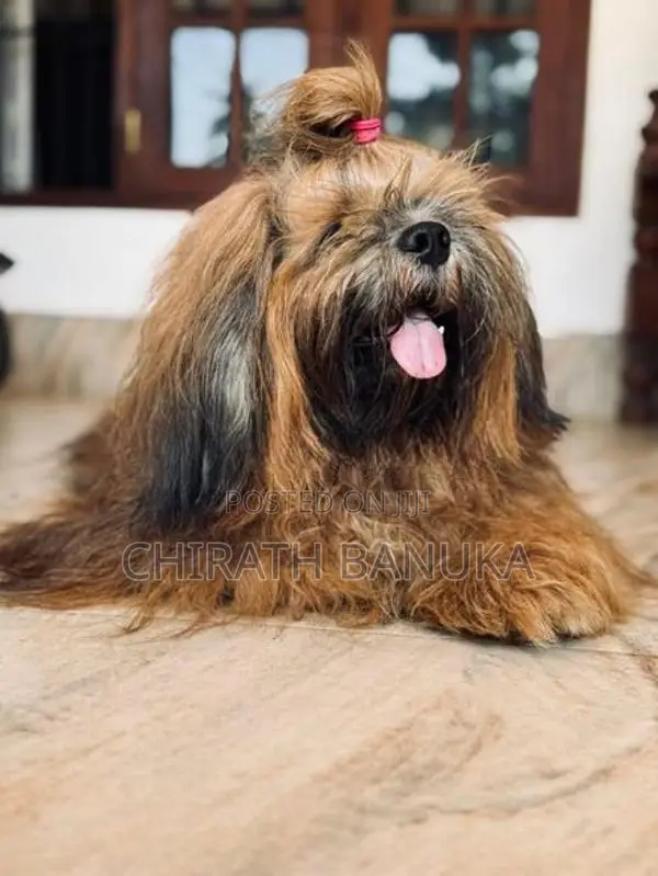 Shih Tzu Puppy