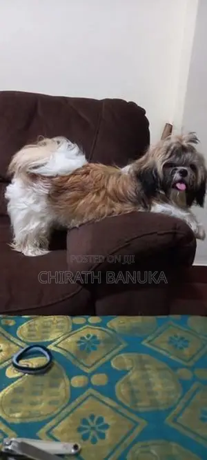 Shih Tzu Puppy